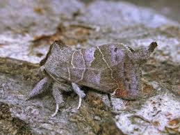 Attēlu rezultāti vaicājumam “Clostera pigra”