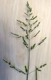 Attēlu rezultāti vaicājumam “Poa pratensis fruit”