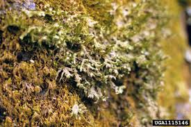 Attēlu rezultāti vaicājumam “Neckera pennata sporophyte”