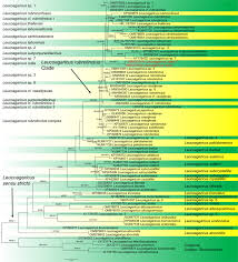 Attēlu rezultāti vaicājumam “Pistillaria sp.”