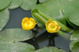 Attēlu rezultāti vaicājumam “Nuphar lutea fruit”