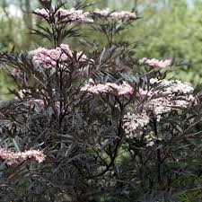 Attēlu rezultāti vaicājumam “Sambucus nigra flower”
