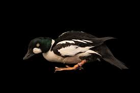 Attēlu rezultāti vaicājumam “Bucephala clangula”