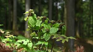 Attēlu rezultāti vaicājumam “Vincetoxicum hirundinaria fruit”