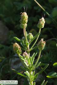 Attēlu rezultāti vaicājumam “Plantago media bud”