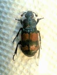 Attēlu rezultāti vaicājumam “Nicrophorus investigator”