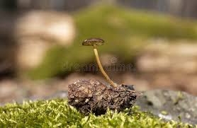 Attēlu rezultāti vaicājumam “Strobilurus esculentus”