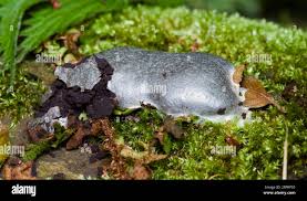 Attēlu rezultāti vaicājumam “Cribraria vulgaris young”