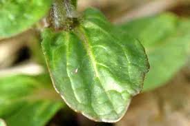 Attēlu rezultāti vaicājumam “Eupteryx vittata”