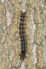 Attēlu rezultāti vaicājumam “Lymantria dispar larva”