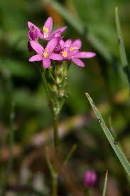 Attēlu rezultāti vaicājumam “Centaurium littorale flower”