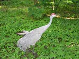 Image result for Grus canadensis