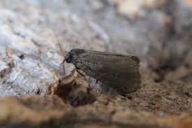 Attēlu rezultāti vaicājumam “Psyche casta”