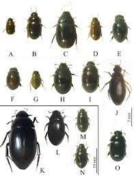 Attēlu rezultāti vaicājumam “Hydrophilidae”