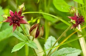 Attēlu rezultāti vaicājumam “Comarum palustre leaf”