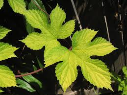 Attēlu rezultāti vaicājumam “Humulus lupulus leaf”