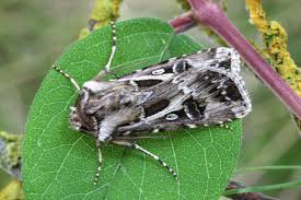 Attēlu rezultāti vaicājumam “Agrotis vestigialis”