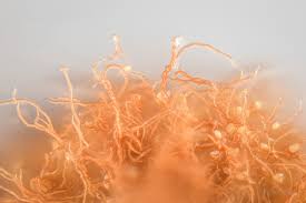 Attēlu rezultāti vaicājumam “Trichia erecta”