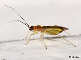 Attēlu rezultāti vaicājumam “Miridae”