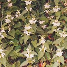 Attēlu rezultāti vaicājumam “Lamium album”