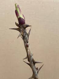 Attēlu rezultāti vaicājumam “Kalopanax septemlobus fruit”