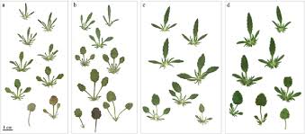 Attēlu rezultāti vaicājumam “Viola tricolor leaf”