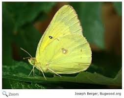 Attēlu rezultāti vaicājumam “Pieridae”