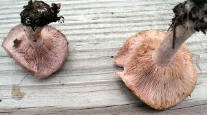 Attēlu rezultāti vaicājumam “Lepista nuda”