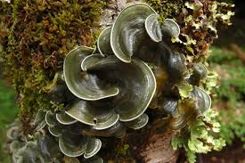 Attēlu rezultāti vaicājumam “Basidiodendron”