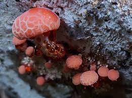 Attēlu rezultāti vaicājumam “Rhodotus palmatus”