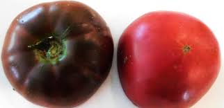 Afbeeldingsresultaat voor black sea man tomato