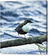 Attēlu rezultāti vaicājumam “Cinclus cinclus”