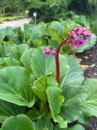 Image result for Bergenie