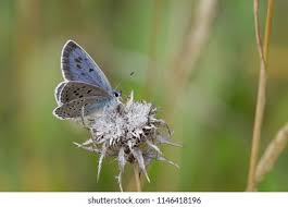 Attēlu rezultāti vaicājumam “Phengaris arion”