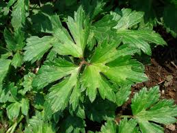 Attēlu rezultāti vaicājumam “Ranunculus repens leaf”