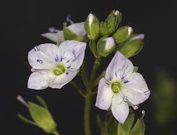 Attēlu rezultāti vaicājumam “Veronica anagallis-aquatica leaf”