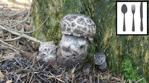 Attēlu rezultāti vaicājumam “Strobilomyces strobilaceus”