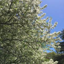 Attēlu rezultāti vaicājumam “Malus x zumi”