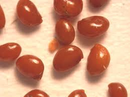 Attēlu rezultāti vaicājumam “Andromeda polifolia fruit”