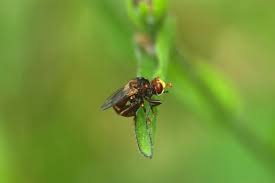 Attēlu rezultāti vaicājumam “Sicus ferrugineus”