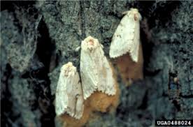 Attēlu rezultāti vaicājumam “Badhamiopsis macrospora sessile”