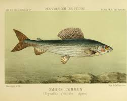 Image result for Thymallus thymallus