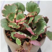 Attēlu rezultāti vaicājumam “Saxifraga tridactylites fruit”