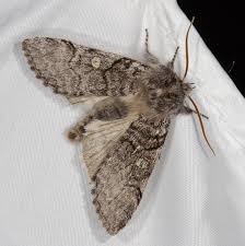 Attēlu rezultāti vaicājumam “Achlya flavicornis”