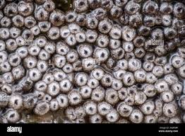 Attēlu rezultāti vaicājumam “Merismodes anomala”