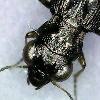 Attēlu rezultāti vaicājumam “Notiophilus germinyi”