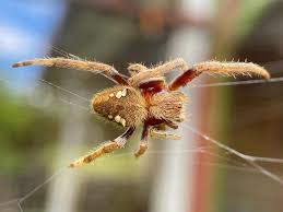 Attēlu rezultāti vaicājumam “Araneidae”