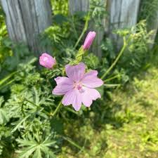 Image result for Malva moschata