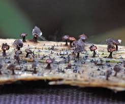 Attēlu rezultāti vaicājumam “Diderma radiatum young”