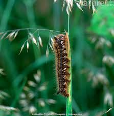 Attēlu rezultāti vaicājumam “Euthrix potatoria larva”